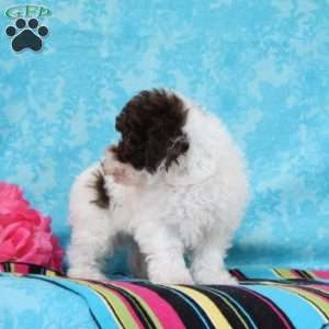Checkers, Toy Poodle Puppy